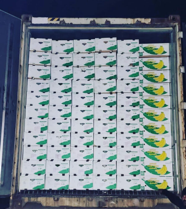 Custom Packaged G9 Cavendish Bananas - Image 3